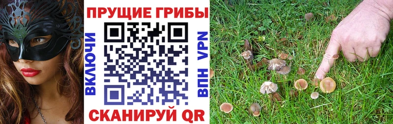 как найти закладки  Кологрив  MEGA зеркало  Псилоцибиновые грибы Magic Shrooms 